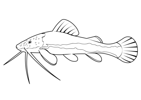 Redtail Catfish (Phractocephalus Hemioliopterus) Coloring Page